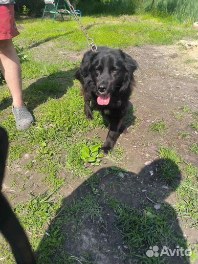 Собака в добрые руки отдам бесплатно