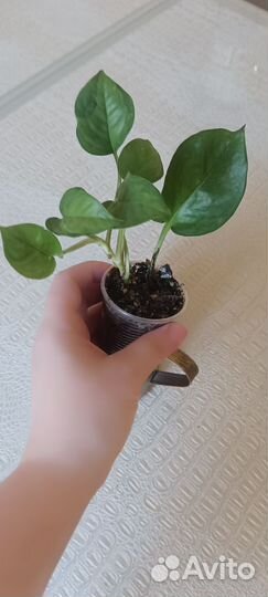 Сциндапсус глобал грин