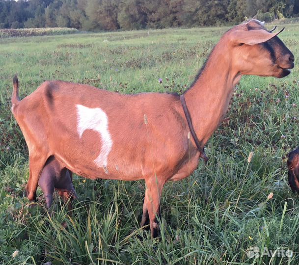 Козье молоко, сметана,творог, сыр, масло