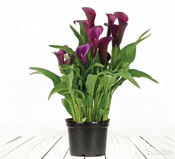 Клубни каллы