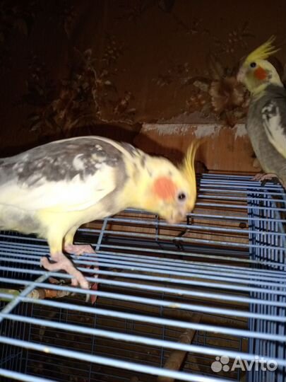 Попугай корелла птенец