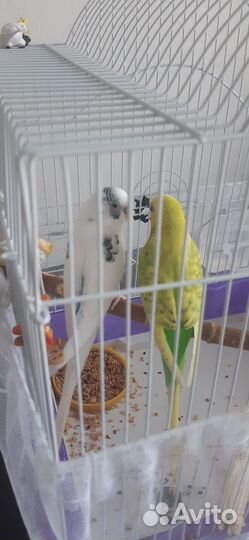 Волнистые попугайчики, пара