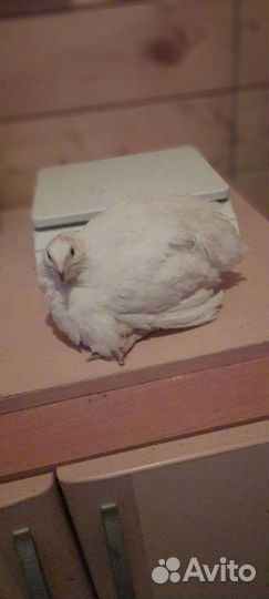 Яйцо инкубационное и перепела