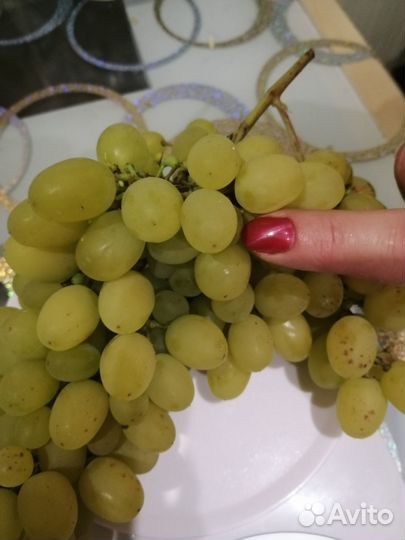 Саженцы винограда