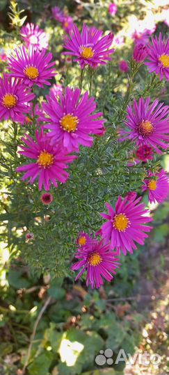 Многолетние цветы