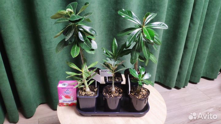 Сеянцы адениумов