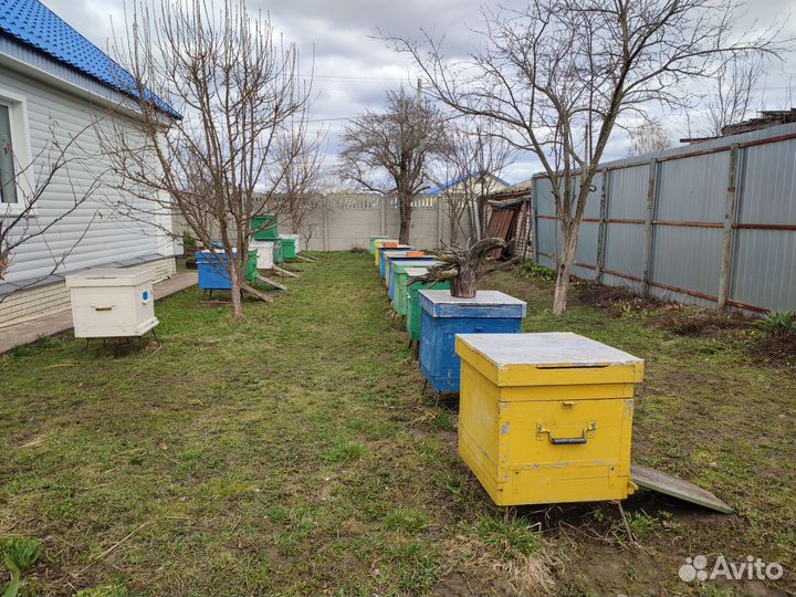 Улей с пчелами