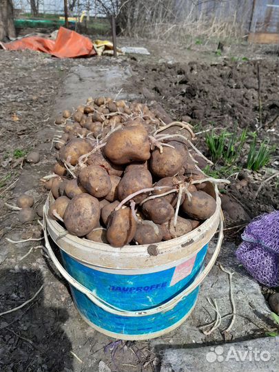 Лук, свёкла, капуста,картофель,морковь