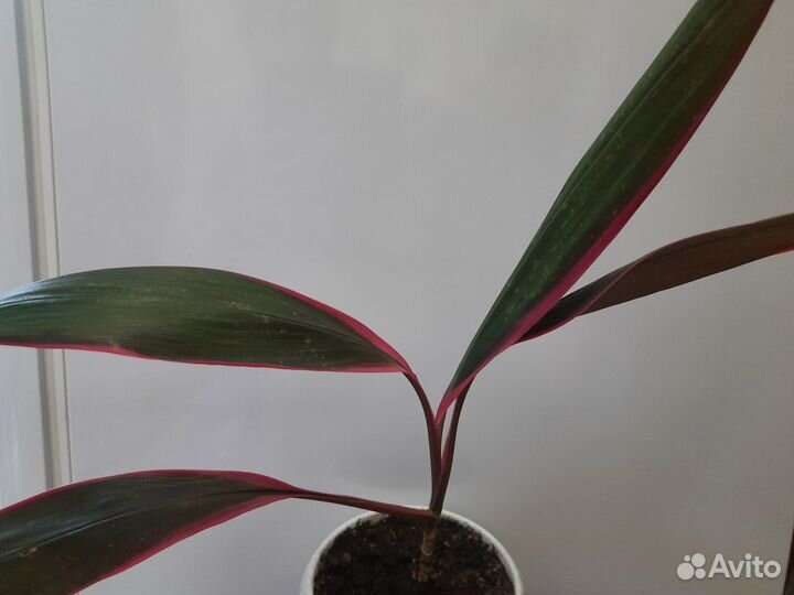 Циссус, драцена