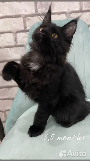 Шикарная девочка Мейн-кун