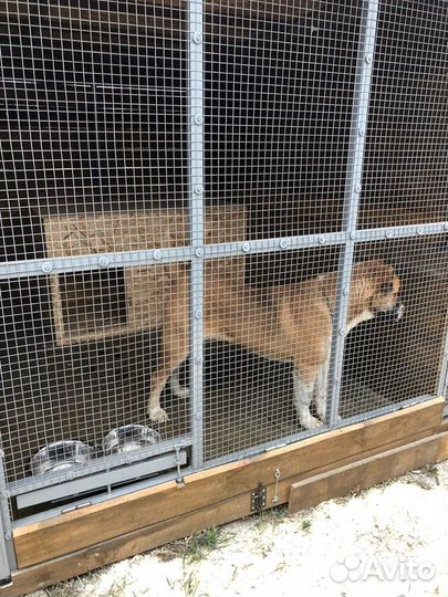 Передержка гостиница для вольерных собак