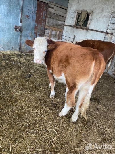 Телки казахская-белоголовая