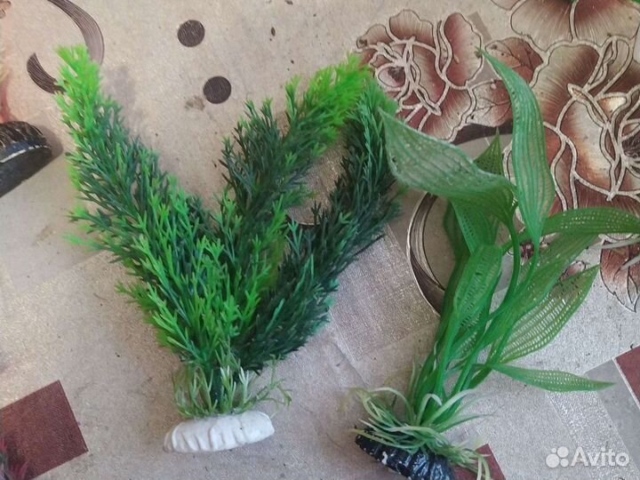 Растения для аквариума