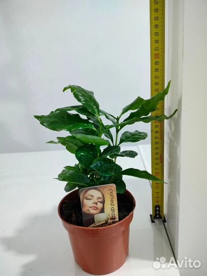 Кофе арабика растение