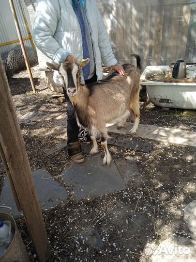 Козы дойные