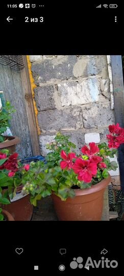 Продам цветы комнатные