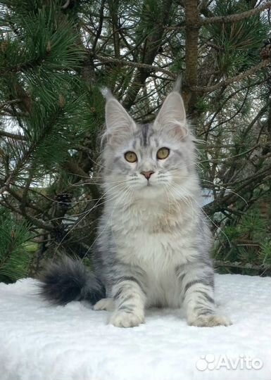 Кошечка серебро