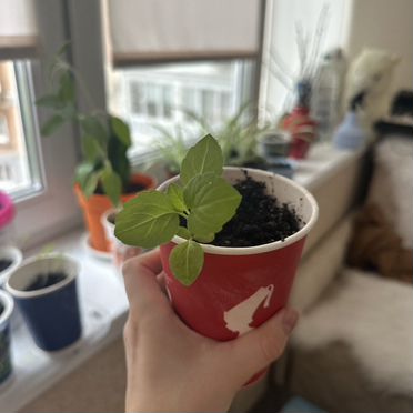 Комнатные растения цветы большие