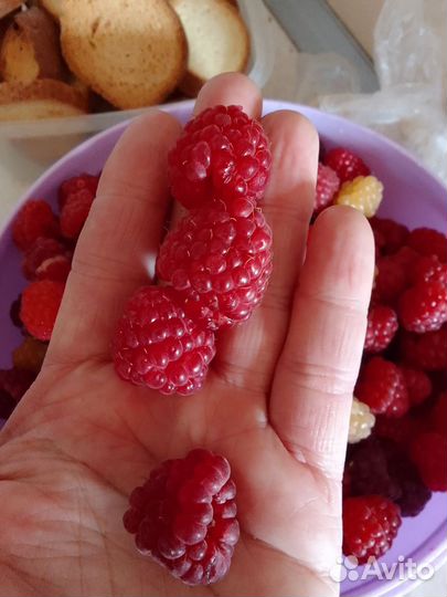 Ремонтантная малина