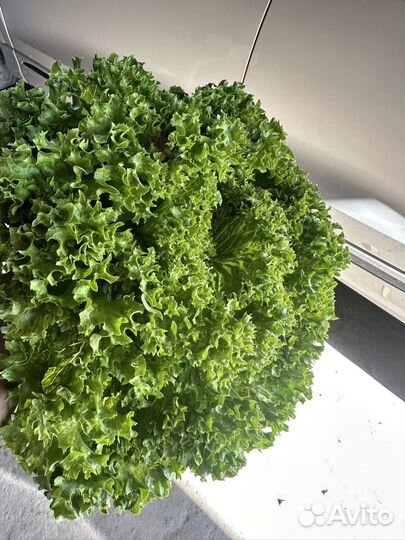 Салат листовой