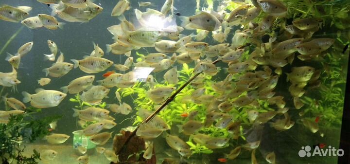 Обслуживание аквариума