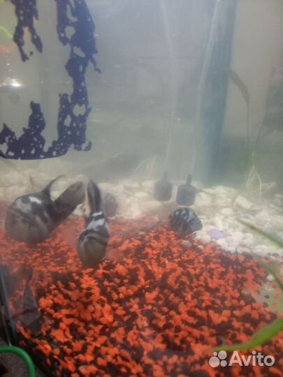 Попугаи/цихлазомы отдам