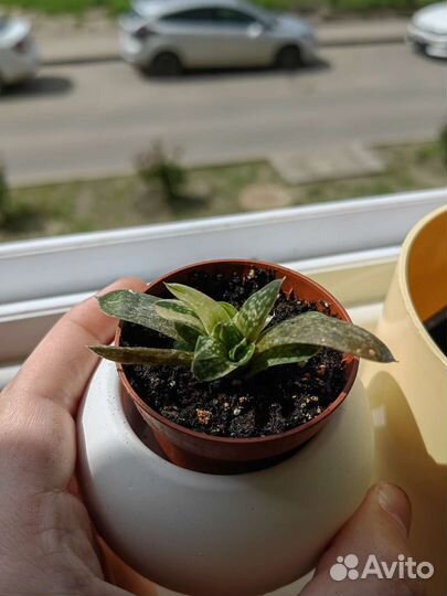 Комнатный растения