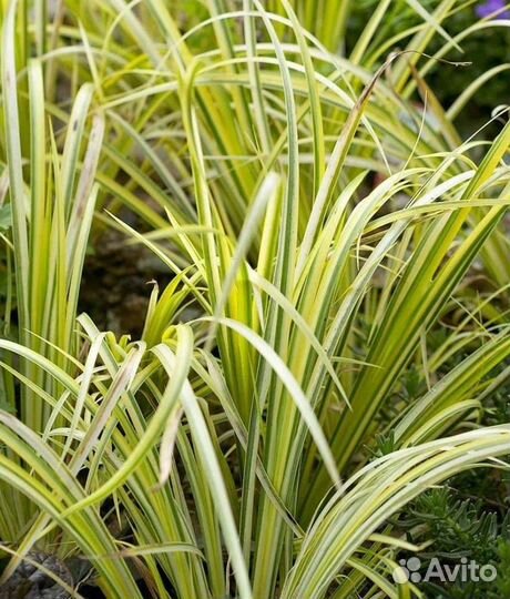 Аир вариегатный пестролистный