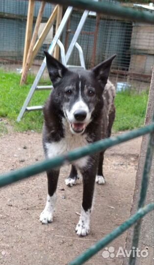 Собака друг в добрые руки