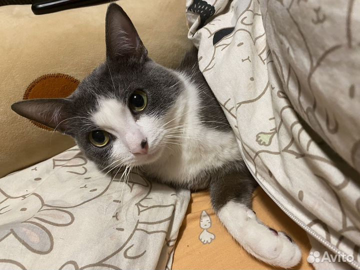 Кот мальчик