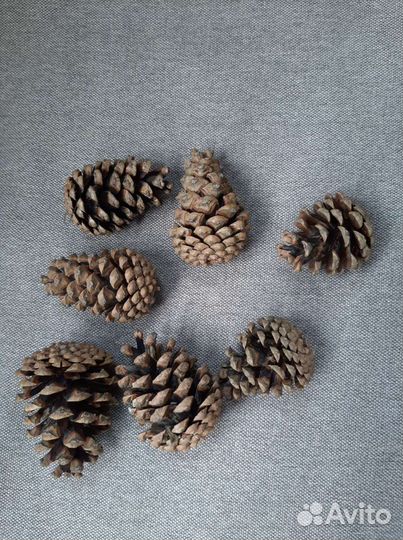 Шишка сосны. Творчество. Медицина. Кухня