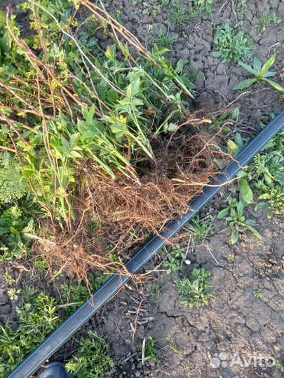 Саженцы малины