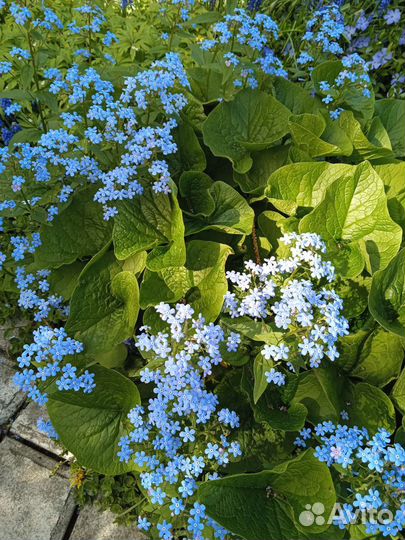 Кустарники декоративные