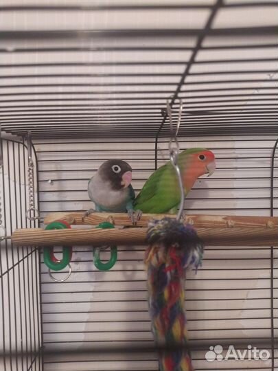 Неразлучники