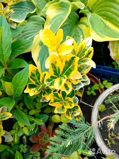 Цветы для сада