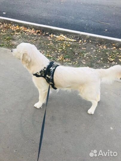 Шлейка для собак новая S,M,L