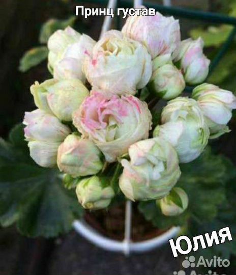 Пеларгония герань сортовая