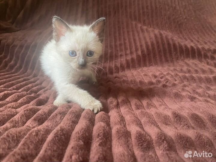 Тайские котята