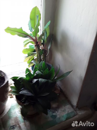 Продам цветы