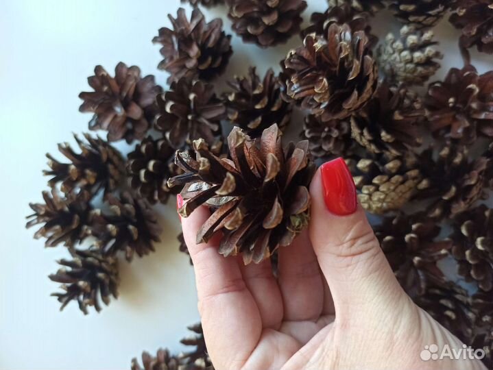 Шишки сосновые для поделок