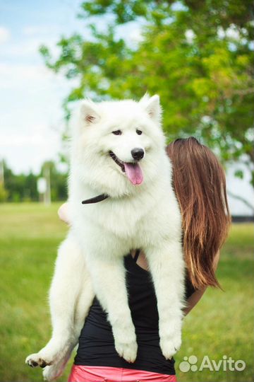 Собака проды Самоед