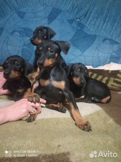 Доберманчики