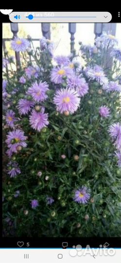 Астра, медуница