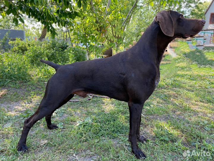 Щенки курцхара