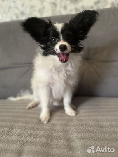 Щенки папийона