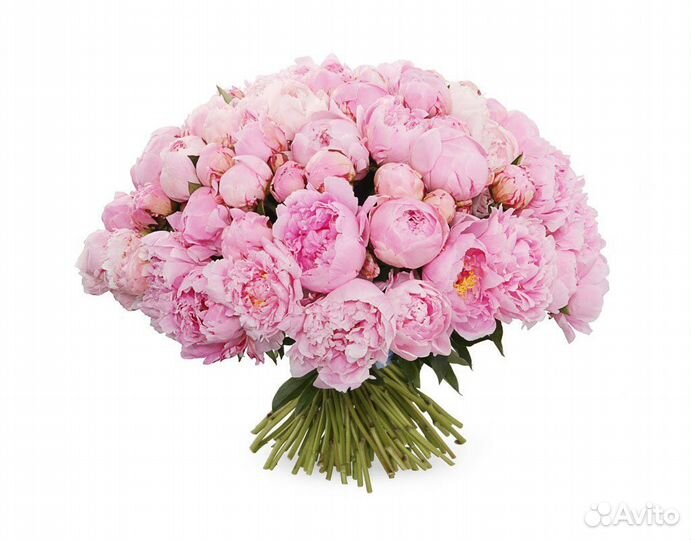 Пионы цветы букеты