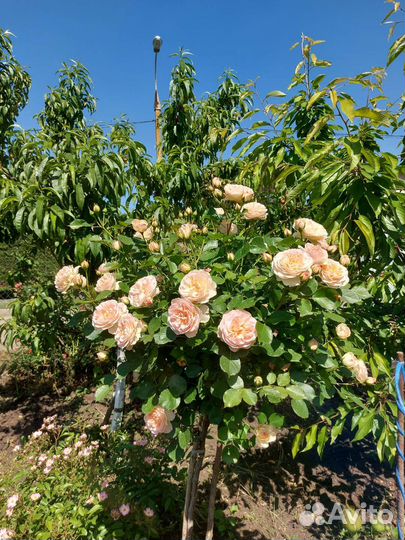 Роза на штамбе