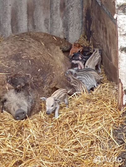 Поросята венгерской мангалицы