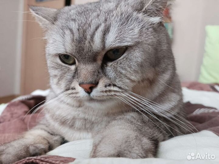 Кошка