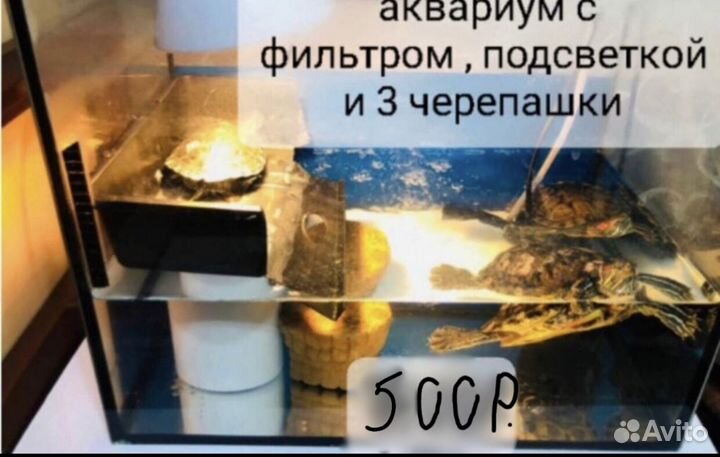 Аквариум с черепазами